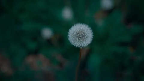 A faded dandelion with blurred background Stock Photos