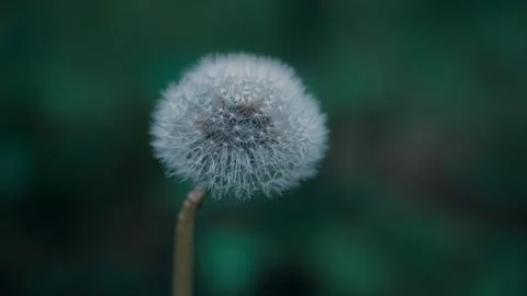 A faded dandelion with blurred background Stock Photos