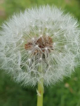 A faded dandelion - "dandelion clock", designed by nature Stock Photos
