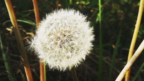 Faded dandelion Video stock 96190982