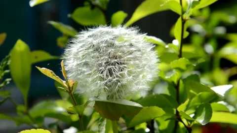 Faded dandelion 스톡 동영상 132760231