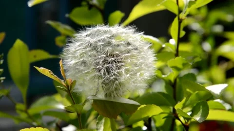 Faded dandelion Stock Footage 132761306