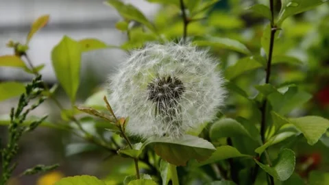 Faded dandelion Stock Footage 132761961