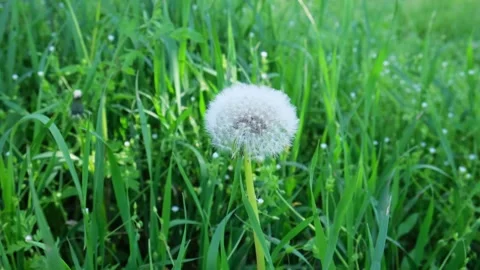 Faded dandelion Stock Footage 241422429