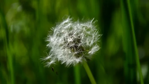 Faded dandelion Stock Footage 252596606