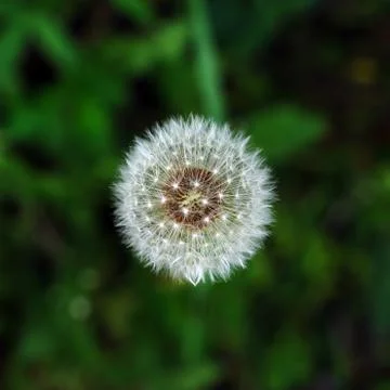 Faded dandelion Stock Photos