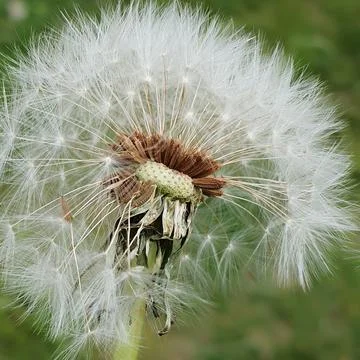 A faded dandelion ruffled by the wind. Close up. Stock Photos
