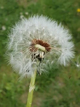 A faded dandelion ruffled by the wind. Close up. Foto stock