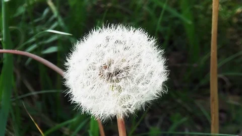 Faded dandelion in the summer. Stock Footage 96190962