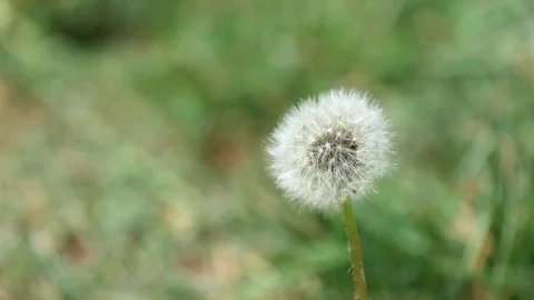 Faded dandelion trembles in the wind Stock Footage 91144978