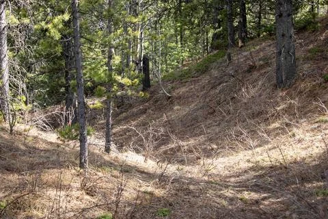 Faded Dirt Path Surrounded by Pine Trees Stock Photos