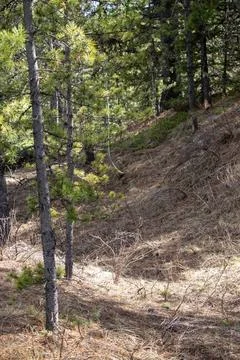 Faded Dirt Path Surrounded by Pine Trees Stock Photos