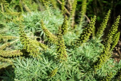 Faded of Echium, close-up. Shallow depth of field. Tenerife. Canary Islands.  Stock Photos