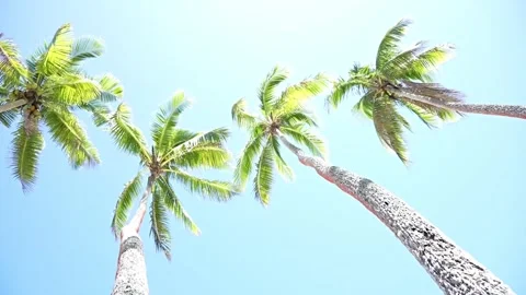 Faded film effect wind through palm fronds on tropical island as weather ch.. Stock Footage 250055380