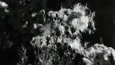 Faded flowers in the backlight Stock Footage 116544850