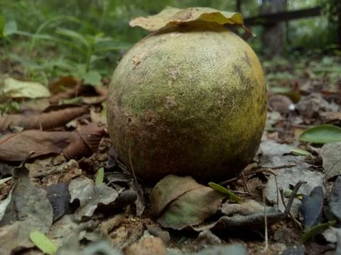 Faded Fruit Foto stock