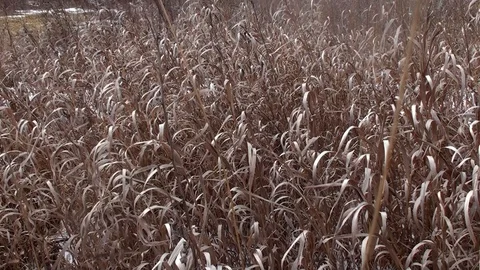 Faded grass to crack in the wind Stock Footage 125069438