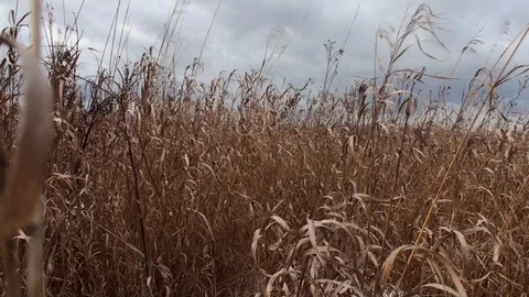 Faded grass to crack in the wind Stock Footage 125069827