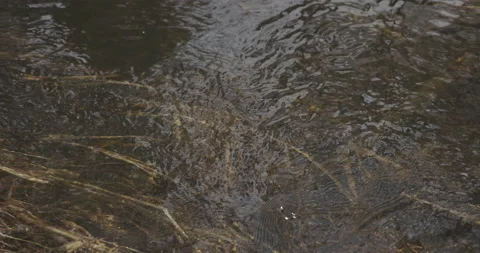 Faded grass is dancing beneath the surface of the water, 4K Stock Footage 170586941
