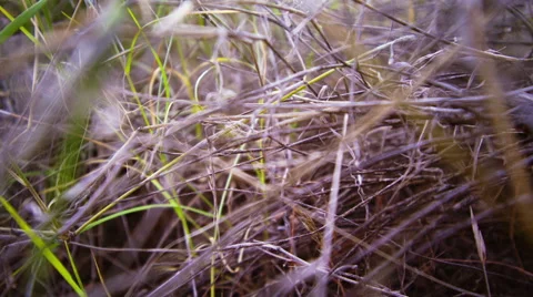 Faded grass 動画素材 45866405