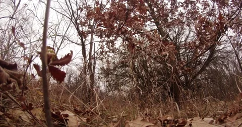 Faded Grass Sways Near Tree With Burgundy Leaves Stock Footage 60453307