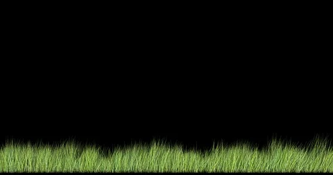 Faded grass sways in the wind. Seamless looping (loop). Transparent background Video stock 106704394