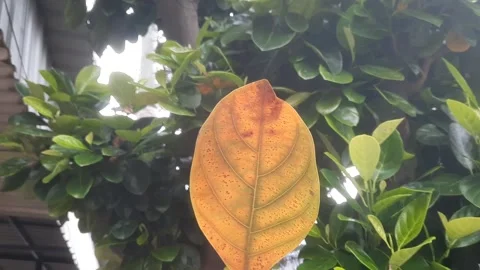 Faded Jackfruit Leaf Video stock 329599391