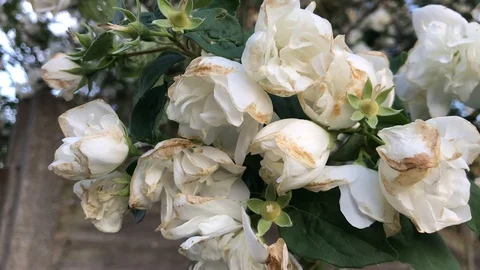 Faded jasmine flowers on a tree Stock Footage 111143094