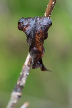 Faded Lavender Leaf in Winter Stock Photos
