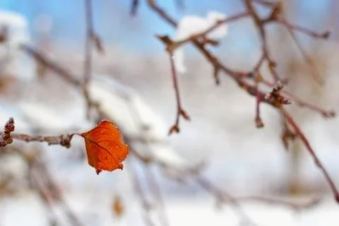 Faded leaf in winter Stock Photos
