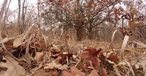 Faded Leaves Lies Beneath the Bare Trees on the Lawn Stock Footage 60571633