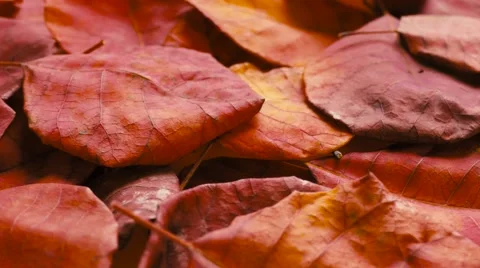 Faded red leaves Stock Footage 68933764