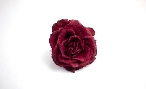 Faded red rose bud on a white background Stock Photos