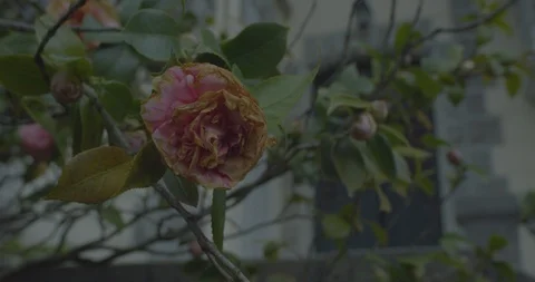 Faded rose moving in the wind at night in front of a scary haunted house in the 動画素材 110697131