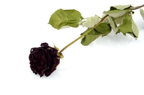 Faded rose Stock Photos