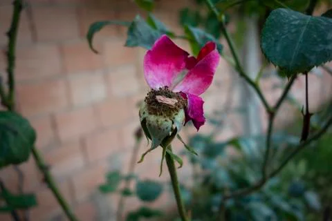 Faded rose 库存照片