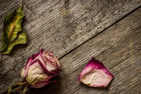 Faded rose on table Stock Photos