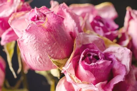 Faded roses Stock Photos