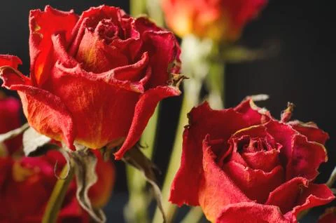 Faded roses Stock Photos