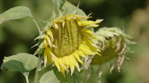 Faded sunflower (slow-motion) Stock Footage 281636914