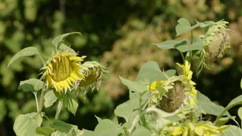 Faded sunflowers in the sun Stock Footage 281636925
