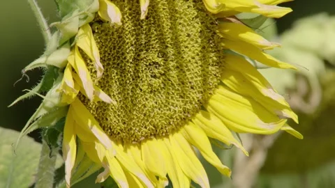 Faded sunflowers in the sun Stock Footage 281636931