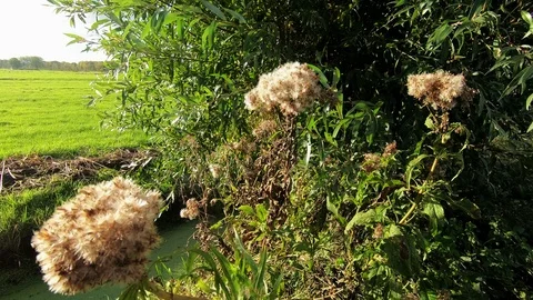 Faded thistles in the landscape Video stock 119299752