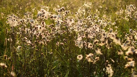 Faded wildflowers in backlight Stock Footage 117589055