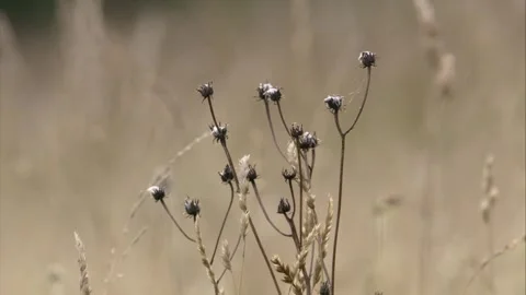 Faded wildflowers in Summer Stock Footage 313788801