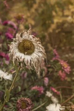 Fading asters Stock Photos