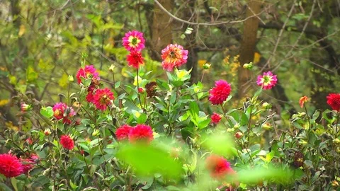Fading Autumn Flowers Stock Footage 72436177