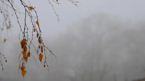 Fading birch leaves and a fruit earring with rain droplets in the background of Stock Footage 99581941