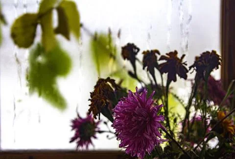 Fading bouquet Stock Photos