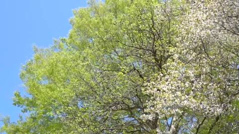 Fading Cherry Blossoms and Fresh Greenery Vídeos de archivo 332550346